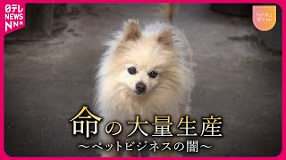 【NNNドキュメント】遺棄される犬たち… 元ブリーダーが語る"ペットビジネスの闇"　NNNセレクション