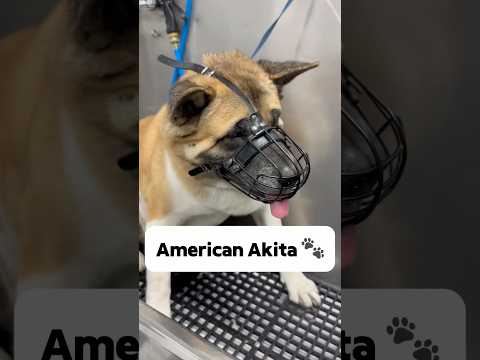 I was a little nervous at first 🐾 #americanakita #akita #dogbath #tutorial #doggroomingtips