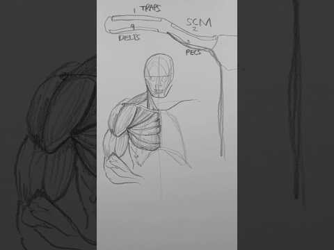 Drawing tip to improve your chest drawing immediately!