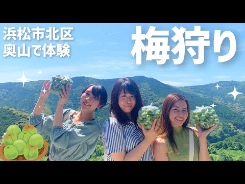 【静岡県/浜松観光】浜松市の山奥でフレッシュな梅狩り体験！