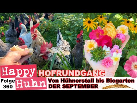 Von Hühnerstall bis Biogarten - Hofrundgang im September - HAPPY HUHN Folge 360 #hühner #bauernhof