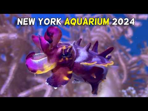 🗽New York Cuttlefish, 🪸Coral, 🪼Jellyfish, and Surprise Fish at the NY AQUARIUM SPINELESS Exhibit