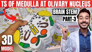 transverse section of medulla oblongata at level of olivary nucleus | medulla oblongata anatomy