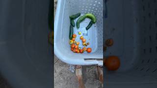 Morning harvest #garden #homestead #homegrown #growyourown #cucumber #gardening #shorts