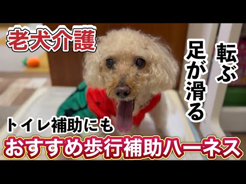 老犬介護　足が滑る　歩けなくなってきた老犬におすすめ歩行補助ハーネス　リハビリにも！