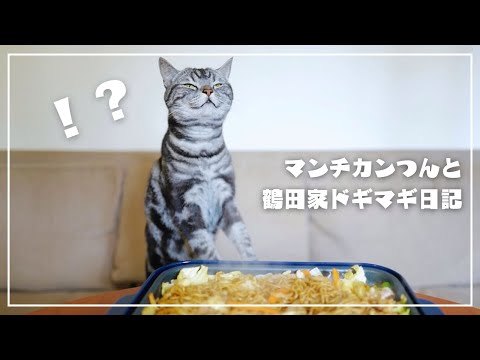 妻を労うため、焼きそばを焼こうとしたら愛猫がこうなりましたw【猫とホットプレートごはん】