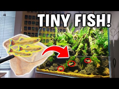 Adding Tiny GOLDEN FISH To AquaTerrarium! PERFECT Fish For A Paludarium