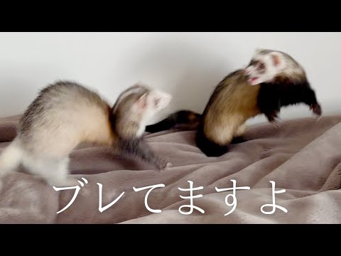 ガチ寝の飼い主の上で飛び跳ねるフェレット【ferret#1751】