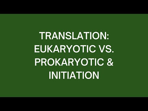 Translation: Eukaryotic vs. Prokaryotic & Initiation