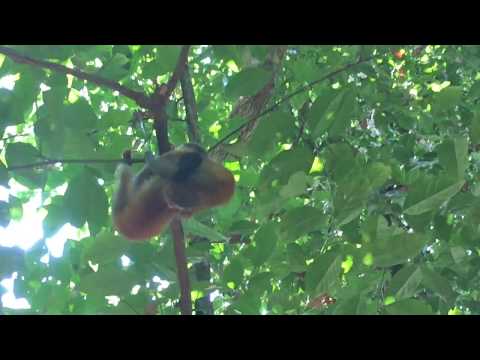 Monkeys playing at Manuel Antonio National Park, Costa Rica