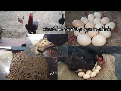 Hatching Harmony The 21-Day Egg Journey