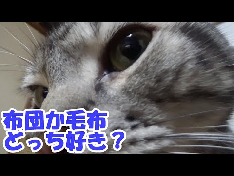 布団か毛布どっちが好きでしょう？（アメリカンショートヘア）