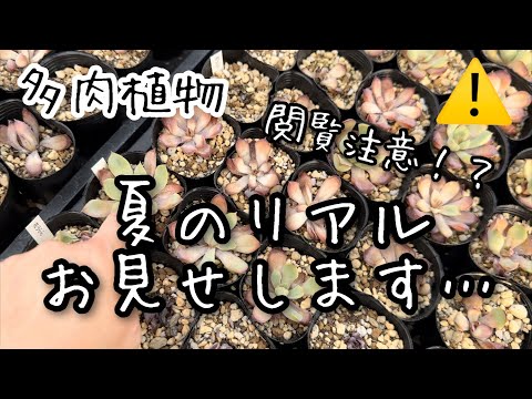 【多肉植物】やられた〜夏のリアル被害お見せします