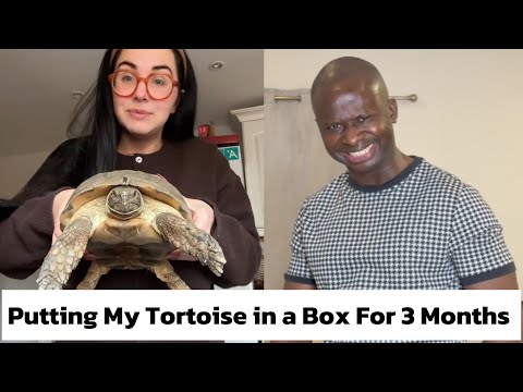 Putting My Tortoise in A Box For 3 Months