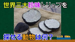 (ざっくり解説)世界三大珍味トリュフを探せる動物は何？(雑学)