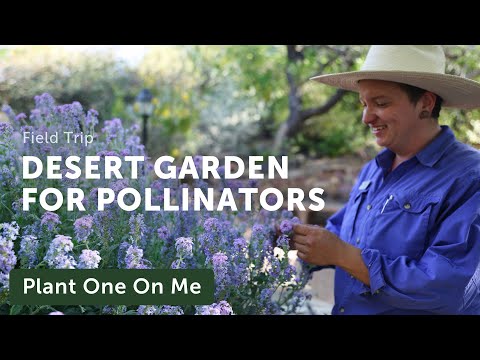 Tour a DESERT POLLINATOR Garden — Ep. 360