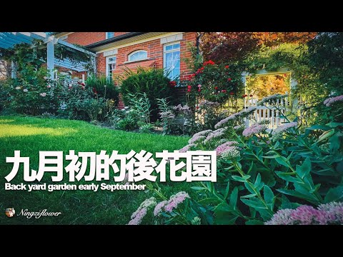 九月初的後花園：龍沙，大麗花，木槿，景天花開｜Back garden in early Sep.: Eden, dahlias, hibiscus and sedums in bloom