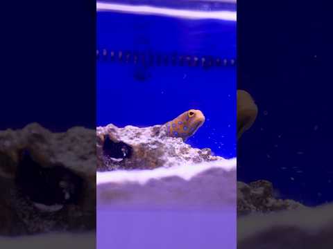 Jawfish having a Snack! #fish #aquarium #animals #shorts