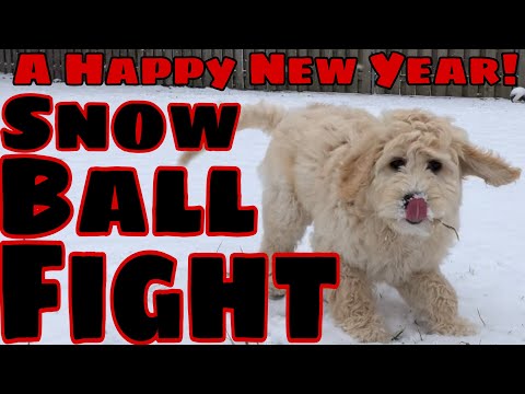 13 Week Old Goldendoodle Snowball Fight on New Years