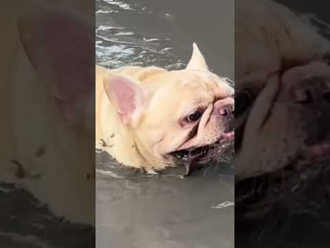 Funny French Bulldog Plays in Mud