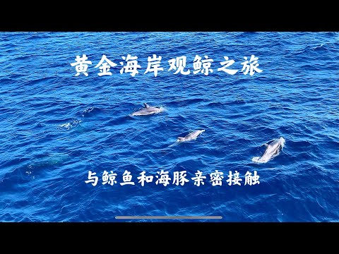 黄金海岸观鲸之旅，游艇出海被成群的野生海豚和鲸鱼环绕着，震撼