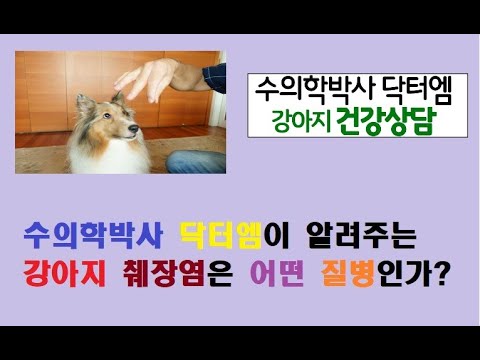 수의학박사 닥터엠이 알려주는 강아지 췌장염은 어떤 질병인가?