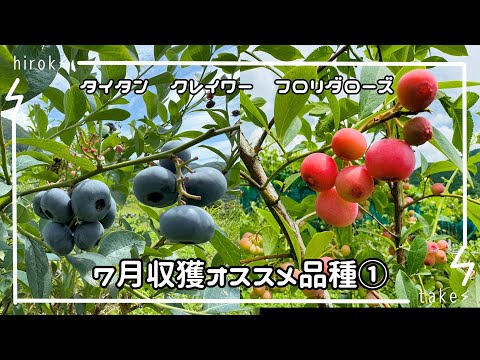 ブルーベリー　７月収獲品種紹介その①2024