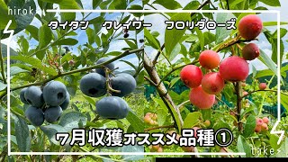 ブルーベリー　７月収獲品種紹介その①2024