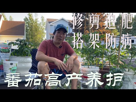 【渔耕笔记】种番茄 | 西红柿种植结果期如何修剪追肥搭架及养护