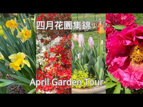 【園藝】 2024年四月，花園裡開了哪些花｜杜鵑花，牡丹花，水仙花，鬱金香等