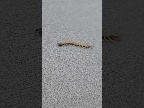 Dead creepy crawler! #centipede #bugs #creepycrawlies #creepycrawler #deadbug #gross