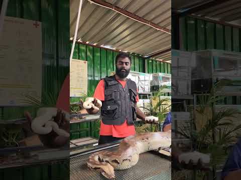 different varieties of snakes in birds of paradise #snake #ballpython