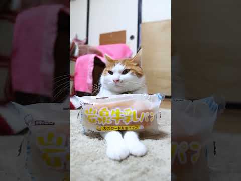 岩泉牛乳パン カスタード＆ホイップ　のせ猫　241219 #cat #かご猫 #ねこ #かご猫 #cute #猫のいる暮らし