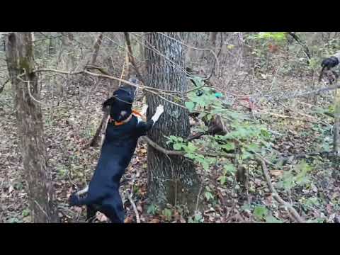 Dry Creek Hunting Dogs, squirrel hunting 10 20 2024