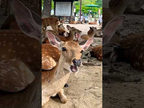 奈良で踊るぬん捜査線②　#shorts #奈良　#鹿　#deer #奈良公園 #踊る大捜査線