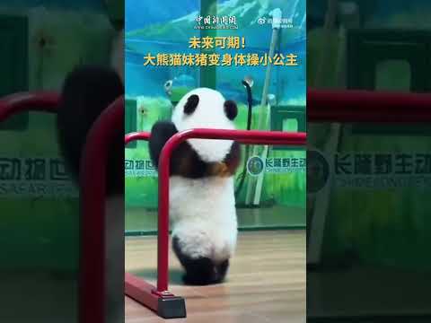 🐼Panda Mei Zhu: I'm going to be a great gymnast! Oops……#Herstorycn Source @Echinanews