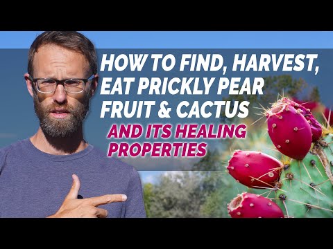 Prickly Pear/Nopal: How To Harvest, Prepare and Eat The Medicinal Food (Opuntia)