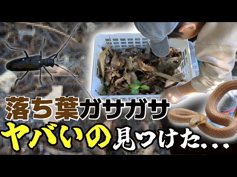 山で虫取り！秘密兵器でヒナカマキリを狙う...！！！