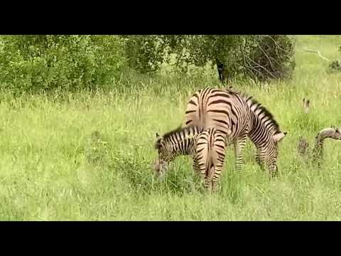 Mum and baby zebra. Sabi Sabi Kruger Safari South Africa