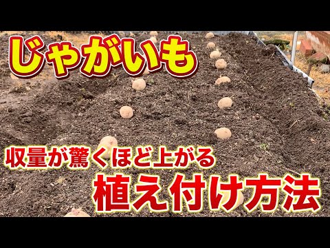 【じゃがいも栽培】春じゃがいもの植え付け方法！０円で「そうか病対策」をしてみよう！（肥料散布・畝作り〜植え付けまで）