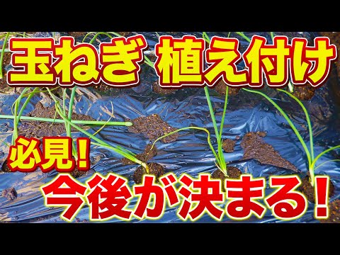 【玉ねぎ栽培】植え付けで今後の玉の大きさ・太さが変わります！一工夫で根の張りに大きく差がつきます！