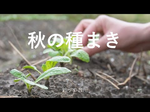 【秋の種まき】冬野菜の種まき