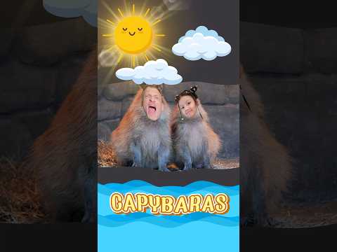 Ailani and Papa Sean become Capybaras | Animals of the Amazon | STEM with Ailani's Little World