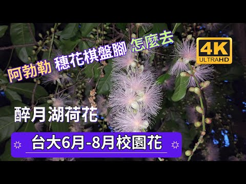 台大夏夜限定的煙花-穗花棋盤腳，水茄苳，粉嫩超療癒，穗花棋盤腳是夏日夜間才會開花的植物，隨著日頭升起，花朵謝了一地，是夜貓子才看得到的夏夜限定美景。六月到八月底都是穗花棋盤腳的花期。