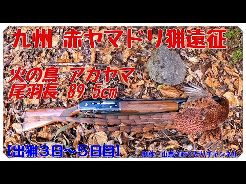 令和2年度 九州 赤ヤマドリ猟遠征 出猟３〜５日目 Copper Pheasant Hunting with フランスブルトン