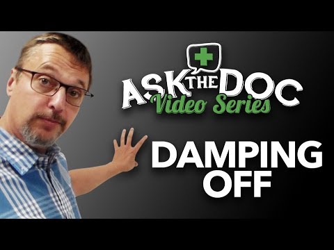 Damping Off! Prevention & Treatment: Ask the Doc - Cause of Damping off-Prevent Damping off-Symptoms