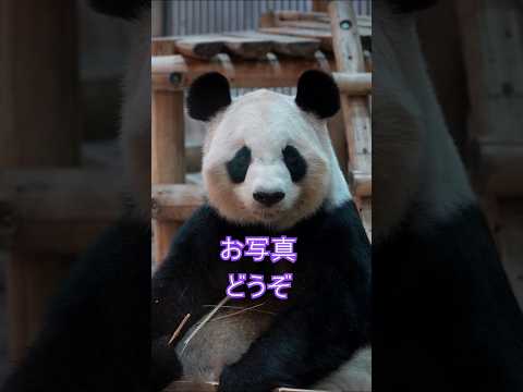 ハイ皆さんお写真どうぞ😊🐼良浜ママ カメラマン殺到　#shorts