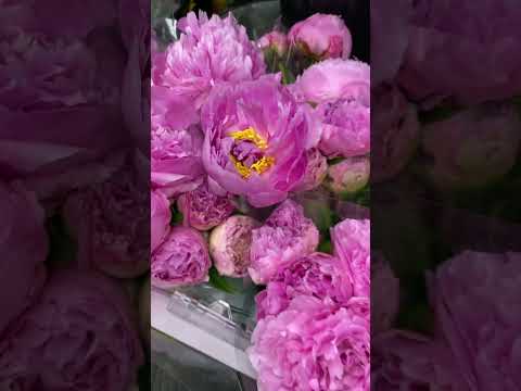 SATISFYING LOOK OF PINK FLOWERS #asmr #viral #shorts  #shorts #shorts #pink #flowers #satisfying