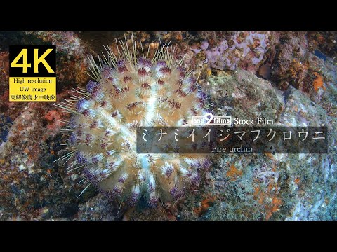 【4K 水中映像】ミナミイイジマフクロウニ / Fire urchin / Asthenosoma varium