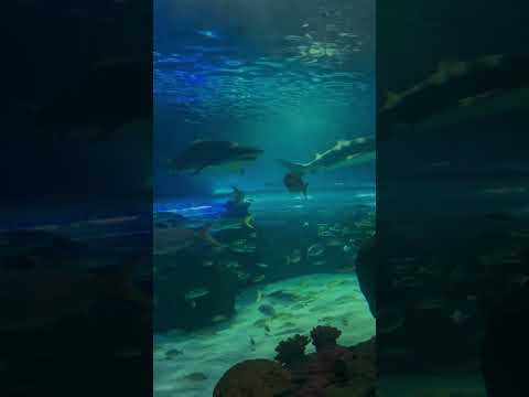 Canada Toronto Aquarium #aquarium #fish